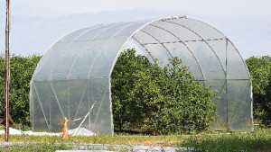Florida Citrus Grower Keeps His Cool In The Heat Of HLB