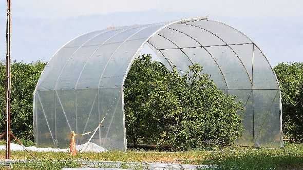 Florida Citrus Grower Keeps His Cool In The Heat Of HLB