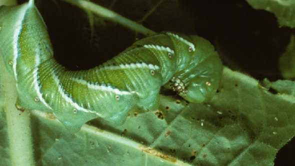 Managing Lepidoptera In Tomatoes
