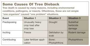tree-death-causes