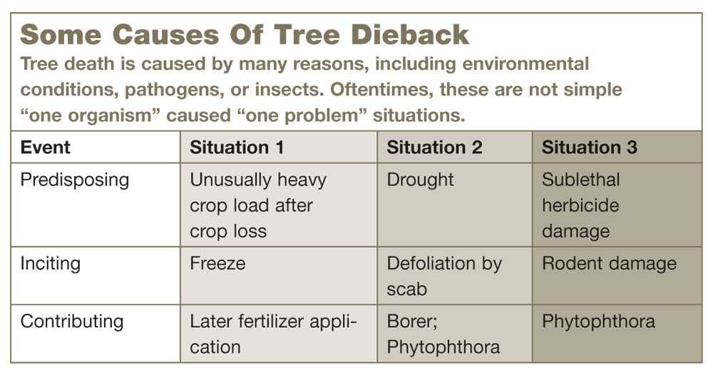 tree-death-causes