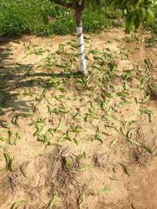 tree defoliation