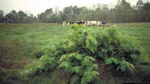 Put Weeds Out To Pasture