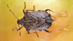 They’re Back! 2014 Brown Marmorated Stink Bug Population Bigger Than Expected