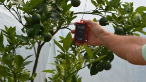 Sharing Is Caring When It Comes To Curing Citrus Greening