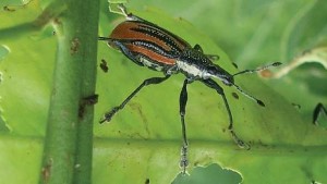 Is The Diaprepes Root Weevil  An Emerging Blueberry Pest?