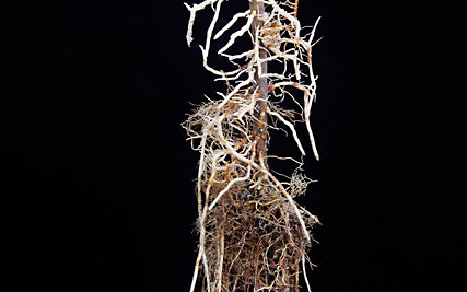How To Figure Out The Replant Disease Puzzle
