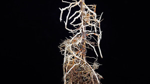 Agriculture Research Service Partnership With Cornell University Seeks To Develop Better Apple Rootstocks