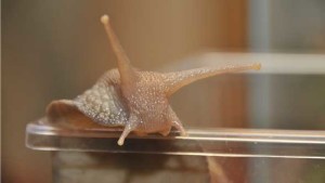 Not So Fast! Giant African Land Snail Pest Found Again in South Florida
