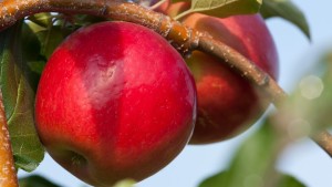What Makes A Flavorful Fruit?