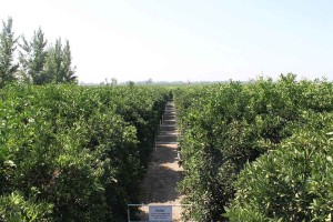 The Nation's First Orange Maze