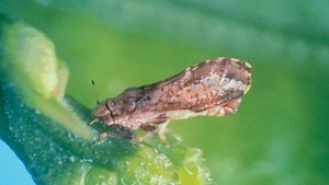 Asian Citrus Psyllid Marches North In California Citrus Belt