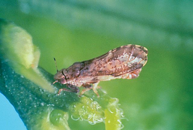 HLB Detected in California’s Historic Home of Citrus