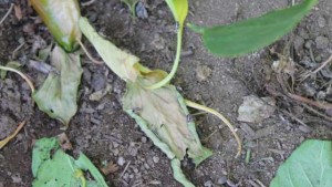 Bagrada Bug On The Move In California