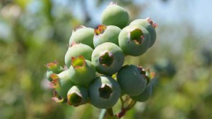 Florida Blueberry Growers Ready To Rise To The Occasion [Opinion]