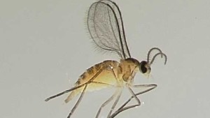 Blueberry Gall Midge Monitoring and Management a Must