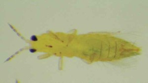 Don’t Let Your Guard Slip When Taking On Thrips