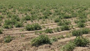 Drought Update For Fresh And Processed Tomatoes