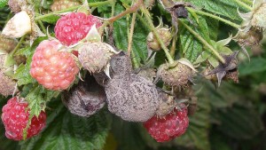 Botrytis Gray Mold Pressure Increasing With Humid Weather