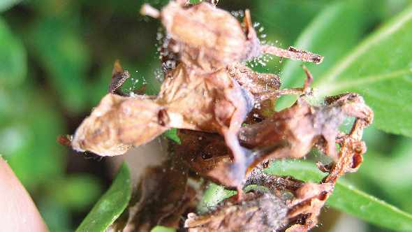 Practice Persistence When Battling Botrytis In Blueberries