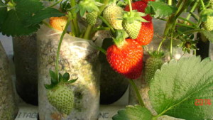 High Tunnels, Small Farms, And Strawberries