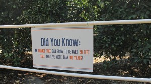 The Nation's First Orange Maze