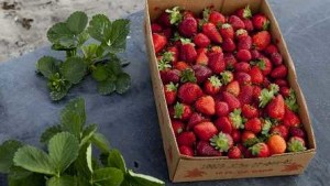 New Tracking System Could Improve How Companies Ship Fresh Produce