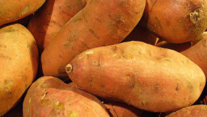 Northeast Poised To Increase Sweet Potato Production