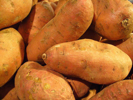 Ham Produce Co. To Open New Sweetpotato Facility