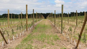 Penn State University Extension Offers Webinar Series For Beginning Growers