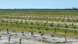 Florida Citrus Associations Pushing an Optimistic Agenda