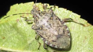 Stink Bug Predator Found In U.S.