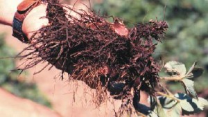 Manage Black Root Rot Of Strawberry