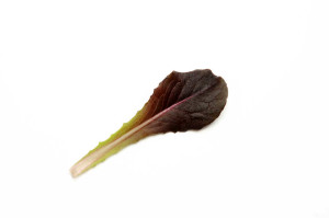 Deronda