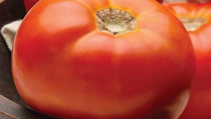 Seminis Showcases Latest Vegetable Varieties For Florida