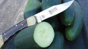 11 Cool Cucurbits For Florida’s Climate