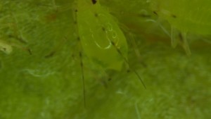 Aphid Outbreak Leads To “Staggering” Losses