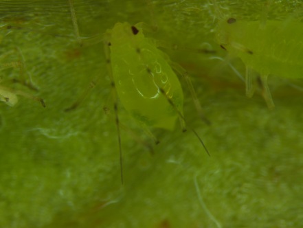 Aphid Outbreak Leads To “Staggering” Losses