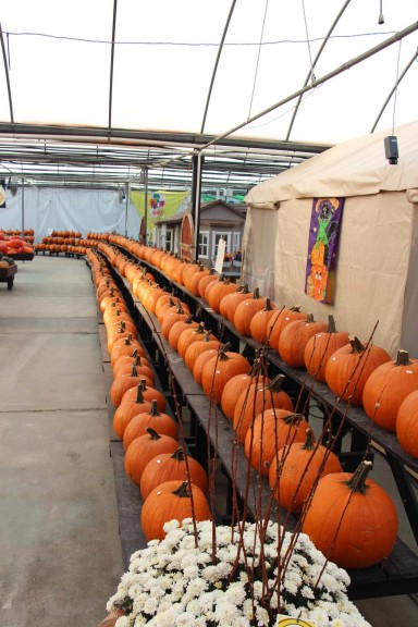 Pumpkins