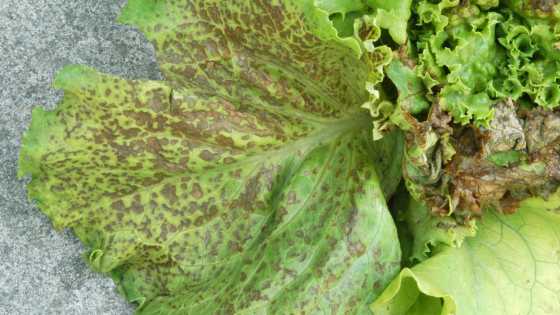 The Unlikely Parallel Between Human And Plant Health