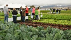 Why You Should Be Trialing New Vegetable Varieties