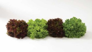 13 Lovely Leafy Green Varieties [Slideshow]