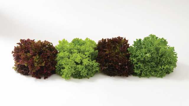 13 Lovely Leafy Green Varieties [Slideshow]