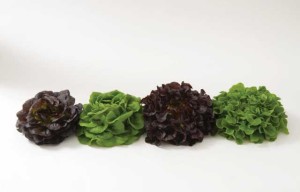 Salanova Premier Collection