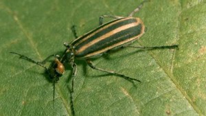Don’t Turn Your Back On Striped Blister Beetles
