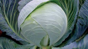 14 Quality Cabbage Varieties [Slideshow]