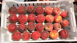 Study: Peaches Preferred By Younger Consumers