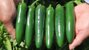 8 Blazing Hot Pepper Varieties [Slideshow]