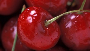 Evaluating Training Systems In Establishing Precision Orchards
