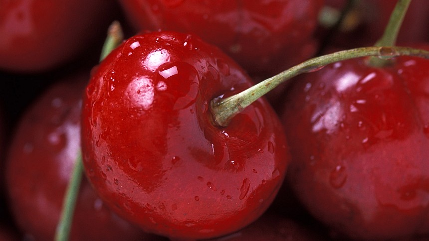 Considerations Before Purchasing Non-Tunnel Covering Systems For Sweet Cherries